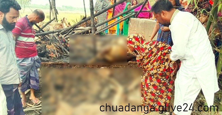 কয়েলের আগুনে পুড়লো বিধবার দুই গরু