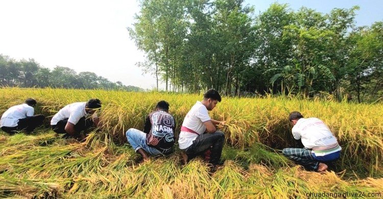 কেটে দিলো ছাত্রলীগ ধান নিয়ে বিপাকে কৃষক