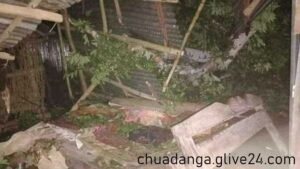 গাছচাপায় নারী নিহত চুয়াডাঙ্গায়