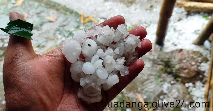 শিলাবৃষ্টি ফসলের ব্যাপক ক্ষতি চুয়াডাঙ্গায়