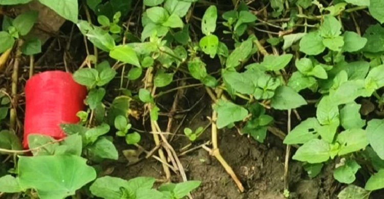 বোমাসদৃশ বস্তু উদ্ধার চুয়াডাঙ্গায়