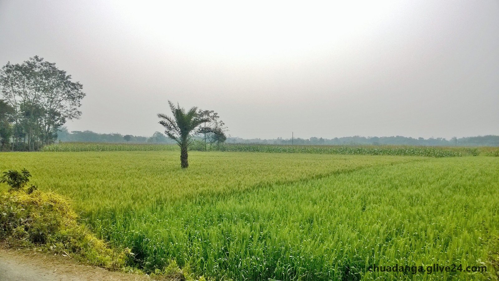 চুয়াডাঙ্গা জেলার ইউনিয়ন