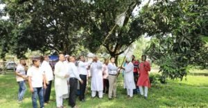 চুয়াডাঙ্গার আম বাজারে পাওয়া যাচ্ছে 