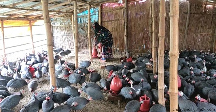 বাণিজ্যিকভাবে তিতির পালনে সফল শুভারণ চুয়াডাঙ্গায়